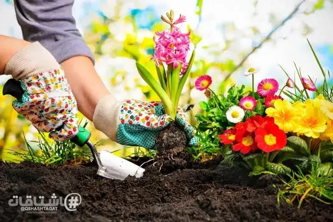 البستنة .. هواية تعزز الصحة النفسية والجسدية!