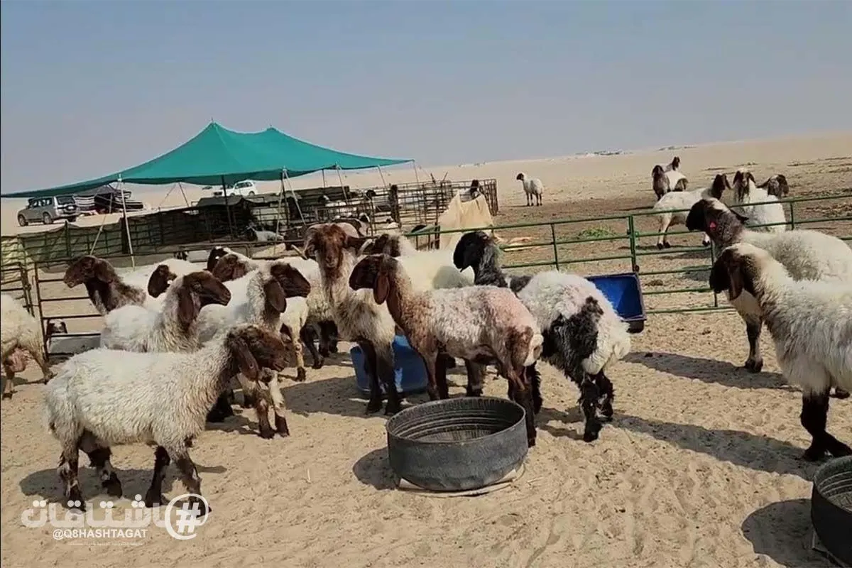 «الهيئة العامة للزراعة والثروة السمكية» تطلب زيادة مواقع الرعي... والخميس بدء إزالة المخالفات